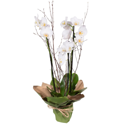 Orchid Plant - A long lasting elegant Orchid plant is a very lovely gift to give and receive. (Colour may vary)